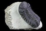 Bargain, Austerops Trilobite - Ofaten, Morocco #76972-2